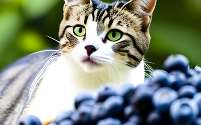 Can Cats Eat Blueberries? A Juicy Treat for Felines