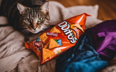 Can Cats Eat Doritos